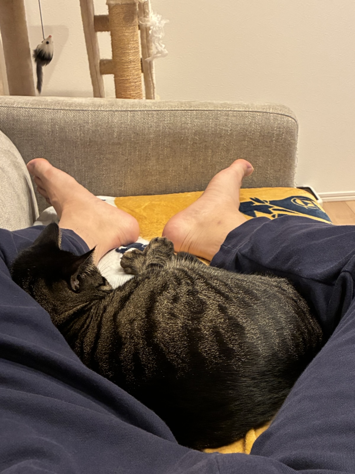 💤寝落ちしてましたが、今日は甘いご褒美デー🍵